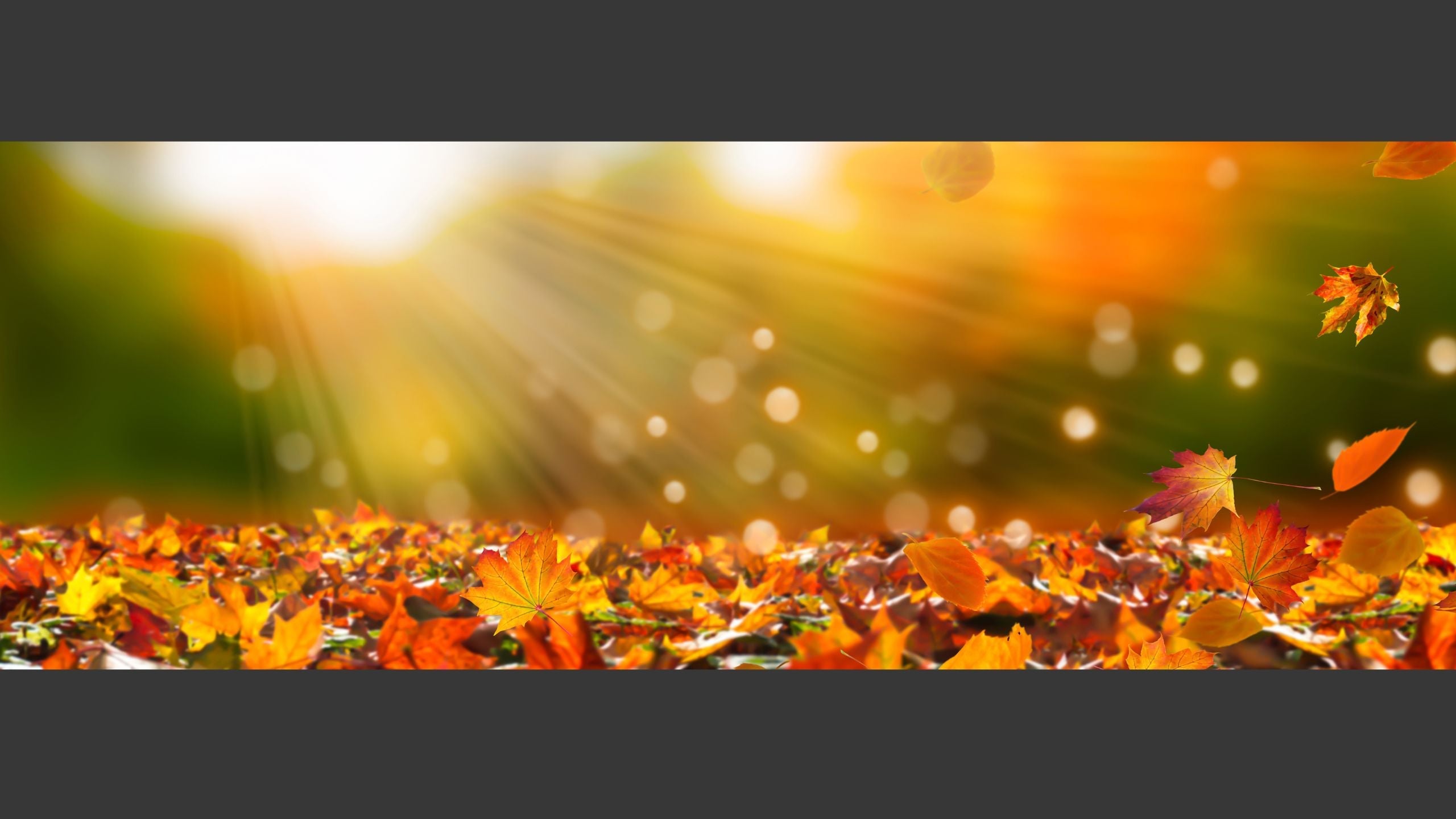 Herbst🍂